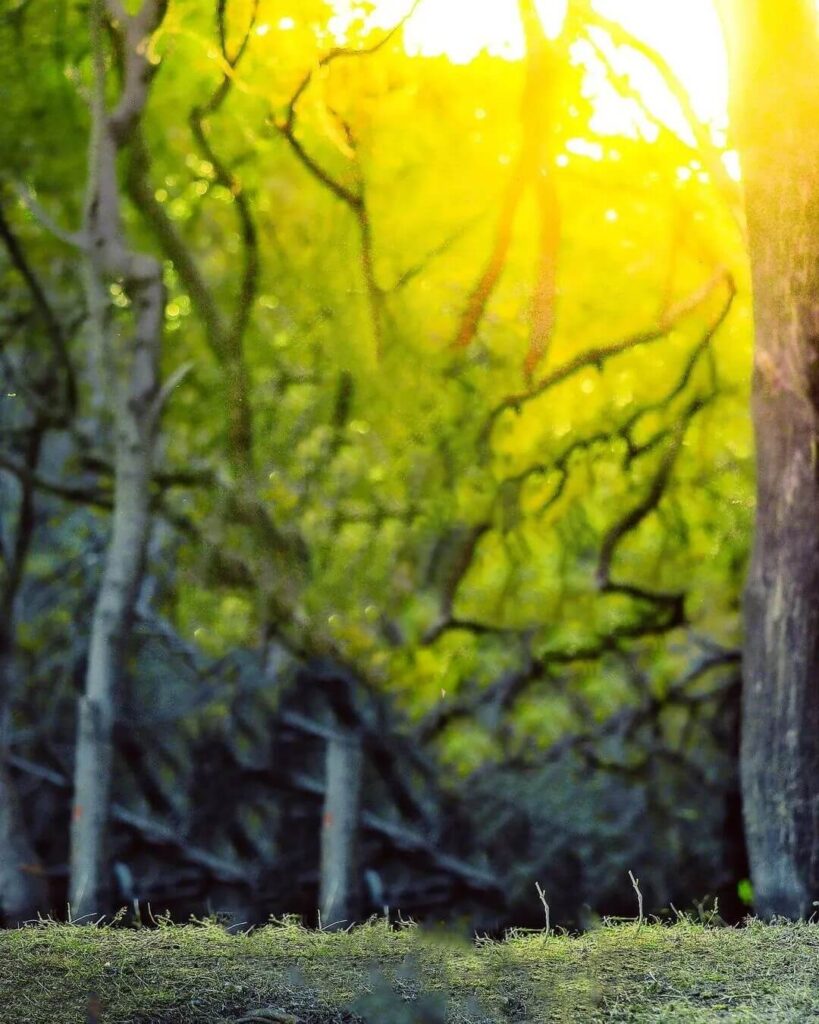 CB Editing Snapseed Nature Images HD 12 CB Editing Snapseed Nature Images HD