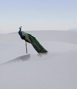 vijay mahar peacock editing background hd 7 vijay mahar peacock editing background hd