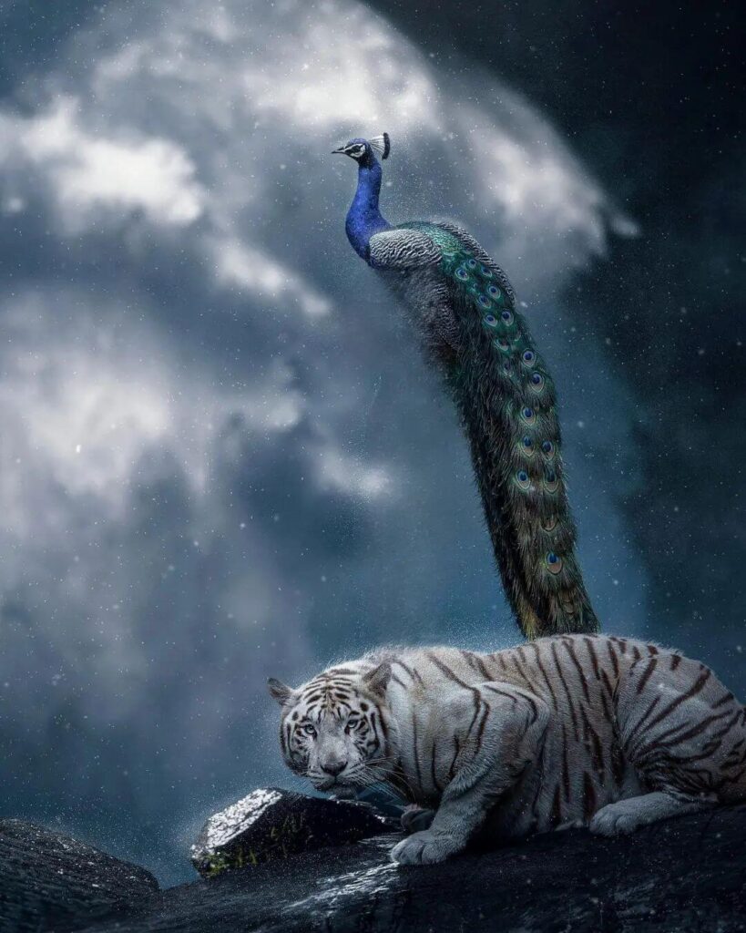 vijay mahar with tiger and peacock editing background hd