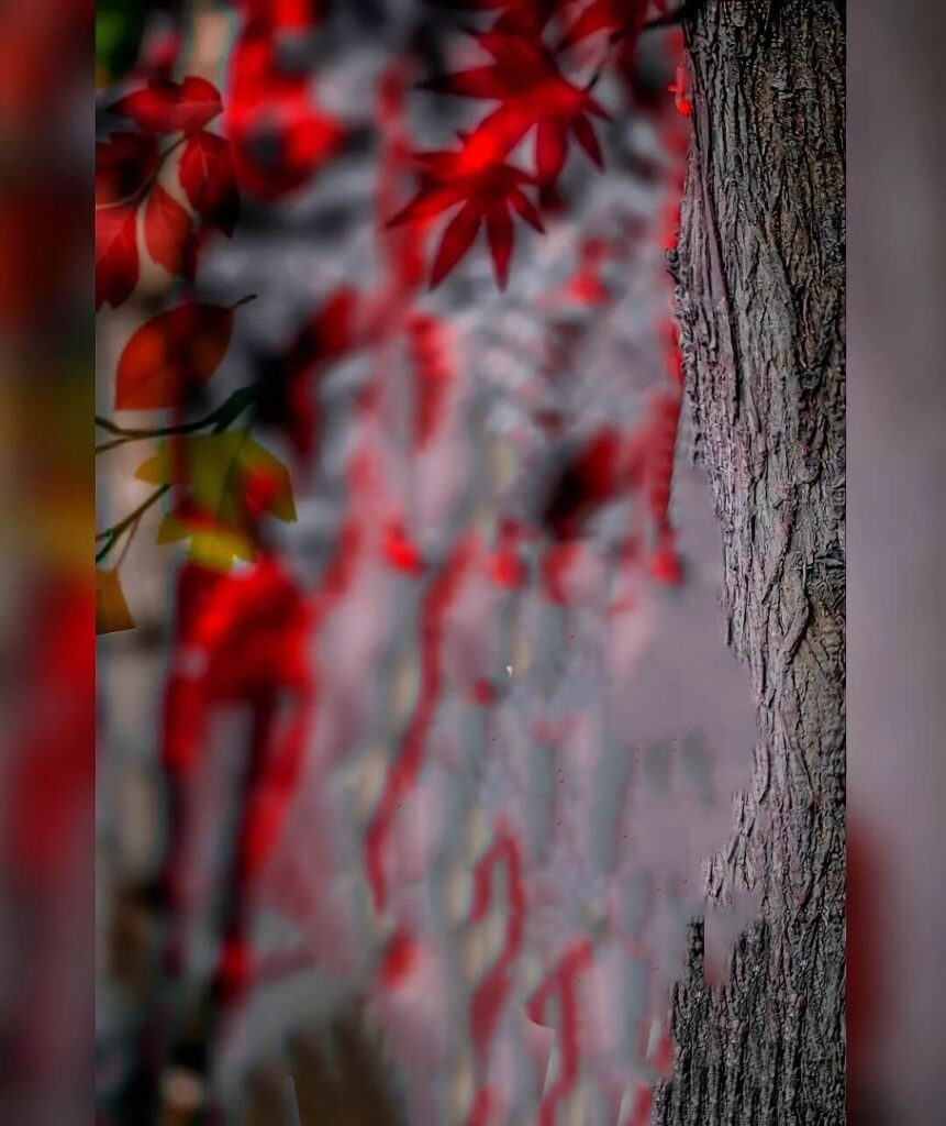 50+ top blur background hd download hd 9 blur background hd download