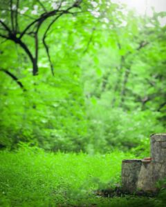 snapseed green nature background full hd 11 snapseed green nature background full hd