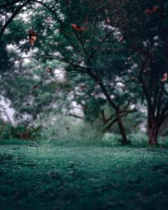 vijay mahar nature editing background 2 vijay mahar nature editing background