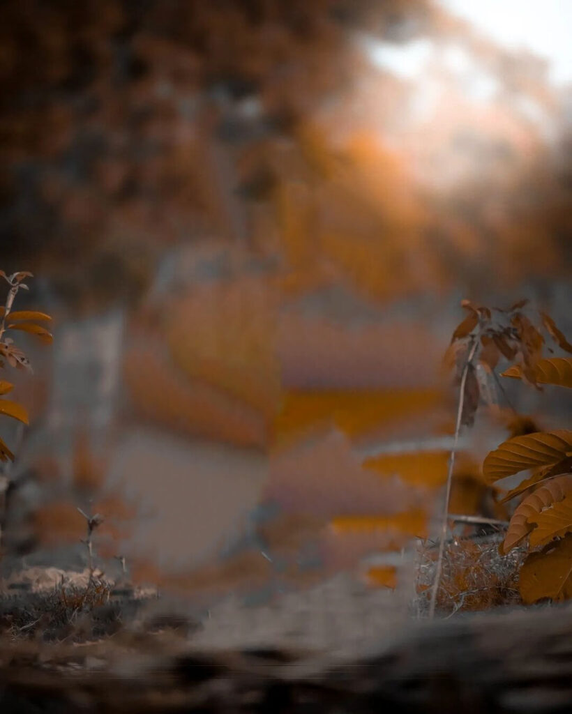 lightroom background pic