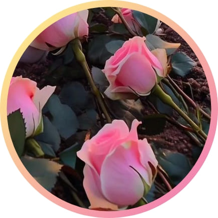 Best Natural Whatsapp Dp