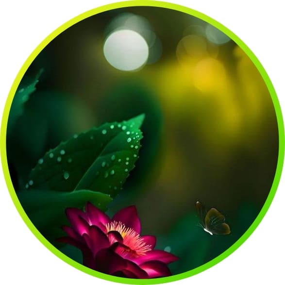 Eye-catching Nature DP Images