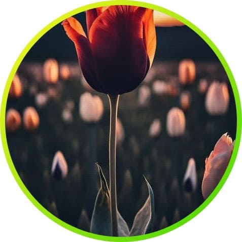 natural dp pics for whatsapp