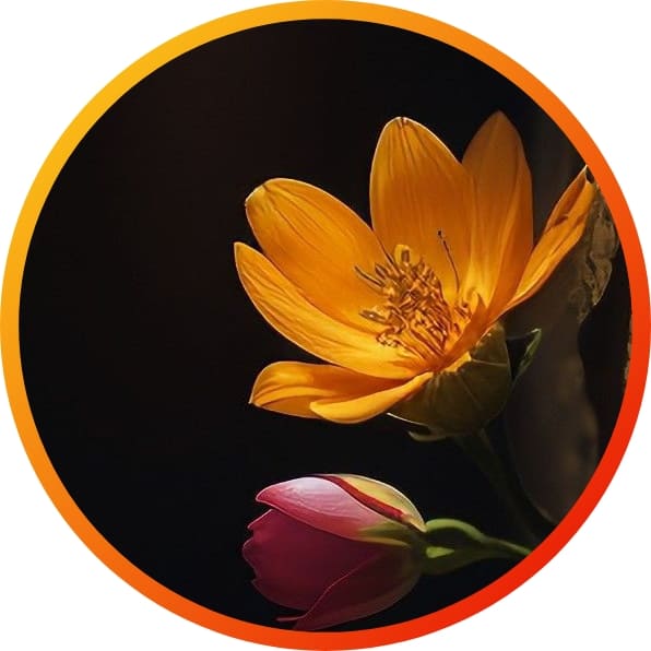 nature wallpaper whatsapp dp