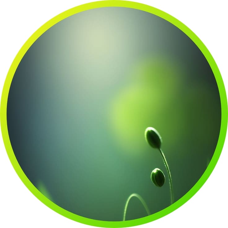 nature wallpapers for whatsapp profile